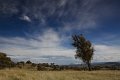 landscape with roo